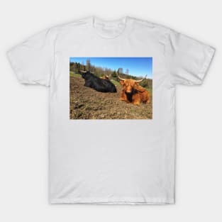 Scottish Highland Cattle Bull and Cow 2388 T-Shirt